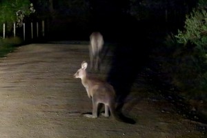 2015.1.27 Kangaroos at Gillard's Beach, Mimosa Rocks National Park, Australia   